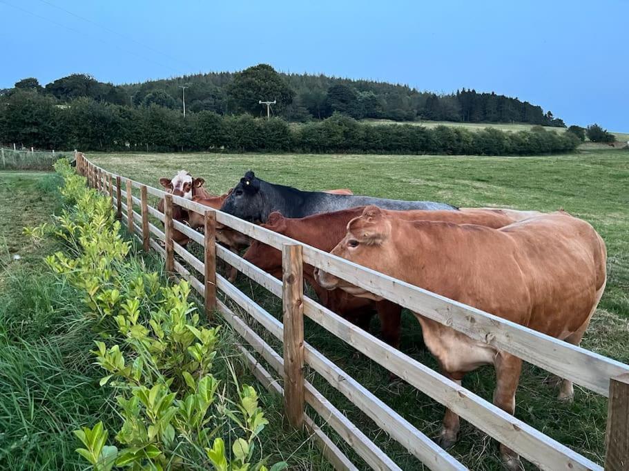 Foxhall Farm Thirsk Extérieur photo